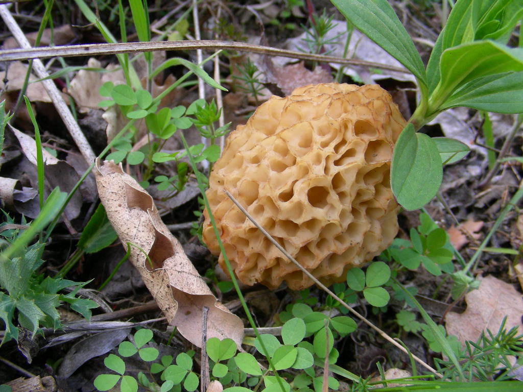 Funghi primaverili ...